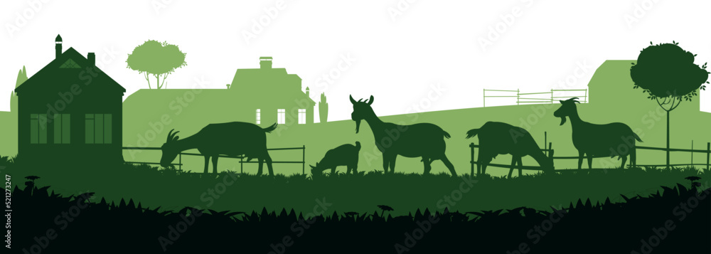 Goats grazing on pasture. Picture silhouette. Farm pets. Rural landscape with farmer house. Animals for milk and dairy products. Isolated on white background. Vector