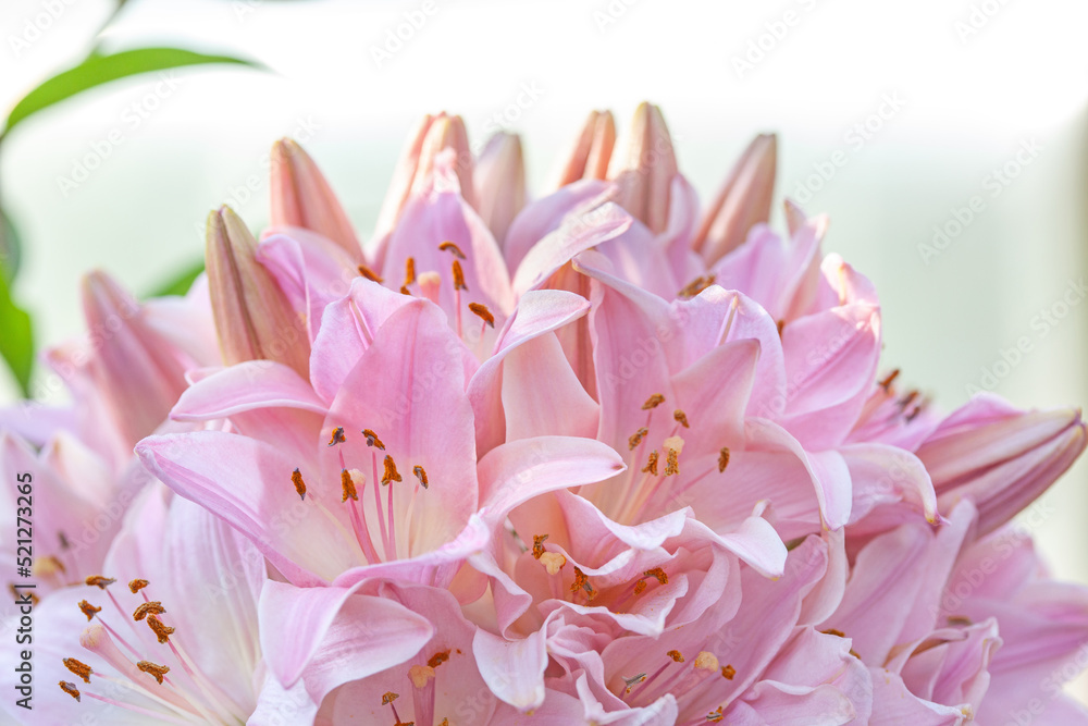 Asiatic lily inflorescence in the garden. Bouquet of pink lilies. Pink lily flowers close up