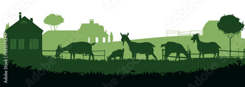 Goats grazing on pasture. Picture silhouette. Farm pets. Rural landscape with farmer house. Animals for milk and dairy products. Isolated on white background. Vector