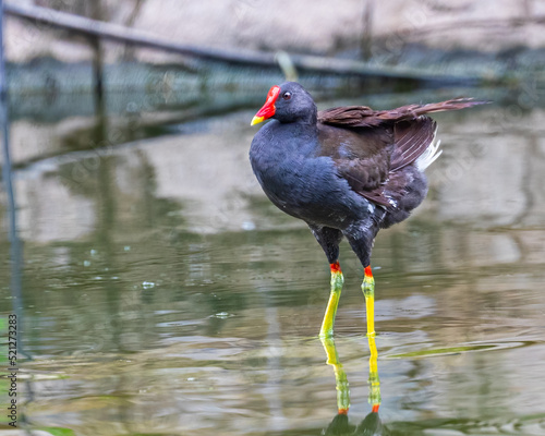 Foto A Eurasian Water hen with colorful legs