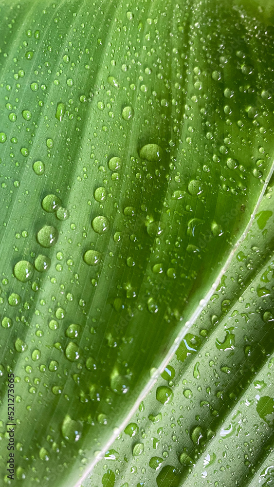 Green leaves with drops of water. Deep green leaves after rain. Fresh, pure and relaxing Green leaves with drops of water. Deep green leaves after rain. Fresh, pure and relaxing