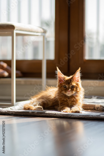 Mały, rudy kot rasy maine coon odpoczywający w salonie © Malgorzata