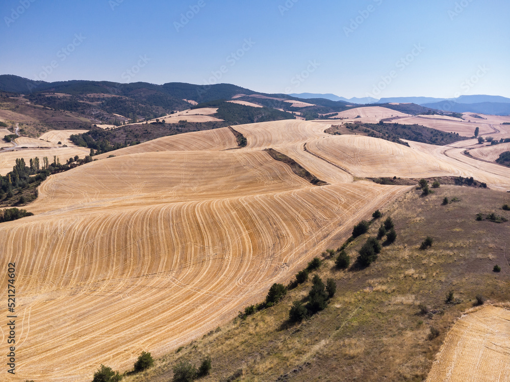 Fototapeta premium Rolling grain fields. Harvested cereal.Food crisis