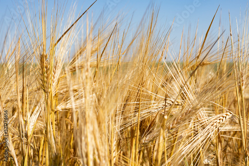 Farm wheat field, golden ripe wheat harvest season, horizontal photography