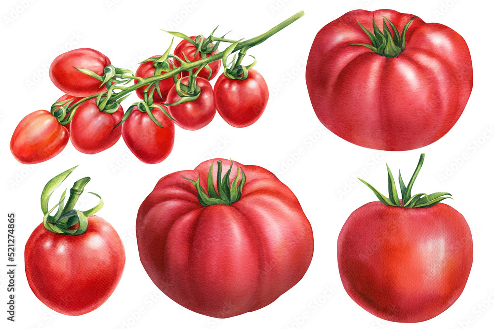 Set of vegetables. Fresh ripe tomatoes on the branch. Hand drawn watercolor illustration, isolated on white background Set of vegetables. Fresh ripe tomatoes on the branch. Hand drawn watercolor illustration, isolated on white background