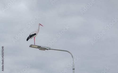 stork perched on a street lamp 