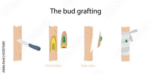 illustration of biology and agriculture, The bud grafting, Chip budding is a grafting technique, Bud grafting involves grafting the vegetative bud from your chosen tree variety to a rootstock photo