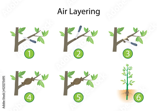 illustration of landscaping and agriculture, Air layering is a method of propagating new trees and shrubs from stems still attached to the parent plant, How to Air Layer a Tree