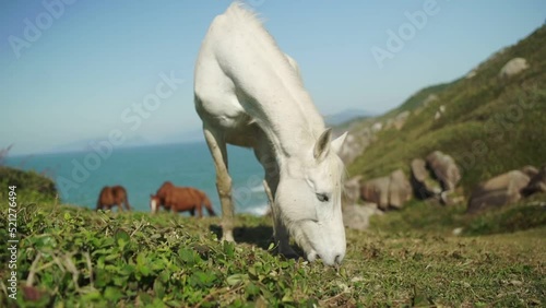 Slow-motion of a beautiful white horse eating grass while the wind is swaying its hair