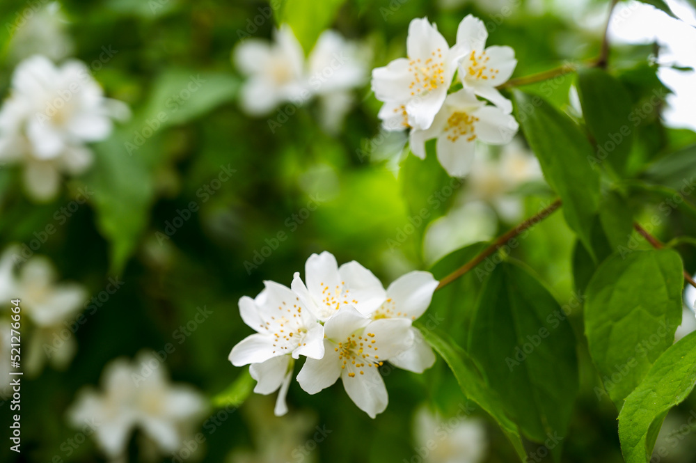 Close-up of small beautiful flowers of jasmine bush. Green leaves. Summer nature.
