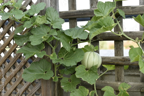 melon dans un potager