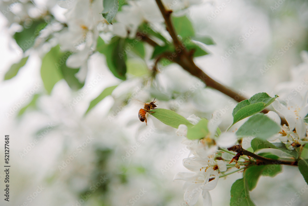 Spring Apple Blossoms with Bumblebee 03 Spring Apple Blossoms with Bumblebee 03