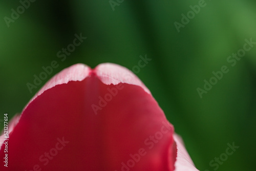 Pink Tulip Flowers