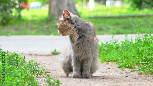 A beautiful, multi-colored cat sits on a lawn in the grass, selective focus.