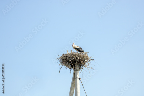 stork nest with chicks against the blue sky