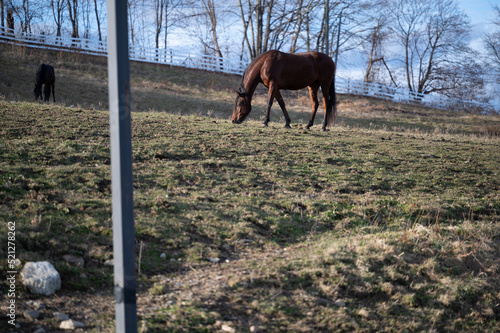 an isolated brown horse grazes in a field one winter afternoon photo