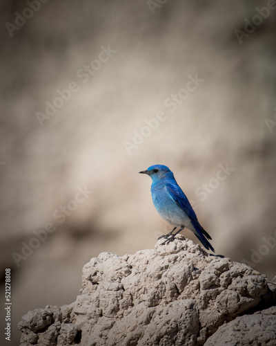 blue bird perched in the badlands