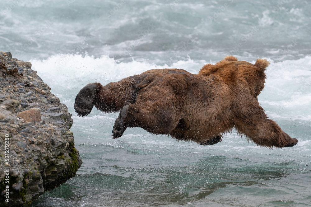 Alaskan brown bear cannonball