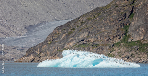 Mass of Kittywakes perched on iceberg floating in Evighedsfjord, Greenland photo