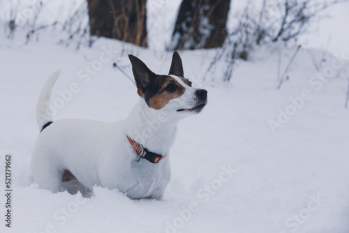 Jack Russell Terrier dog standing in snow observing something in the distance