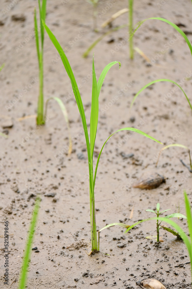 closeup the bunch green ripe paddy plant soil heap in row and growing in the farm soft focus natural green brown background. closeup the bunch green ripe paddy plant soil heap in row and growing in the farm soft focus natural green brown background.