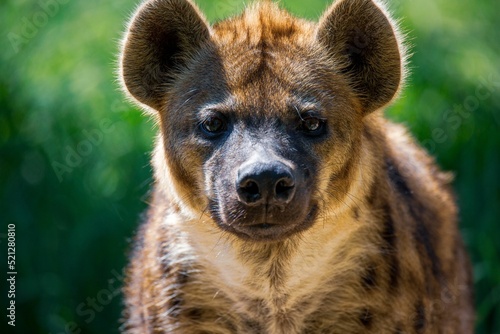 Close-up portrait of a spotted hyena in front of the blurred green vegetation on Fototapet