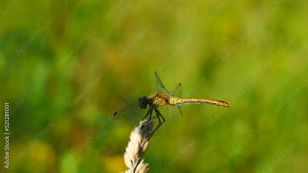 The dragonfly flies to the spikelet and flies away.. The dragonfly flies to the spikelet and flies away..