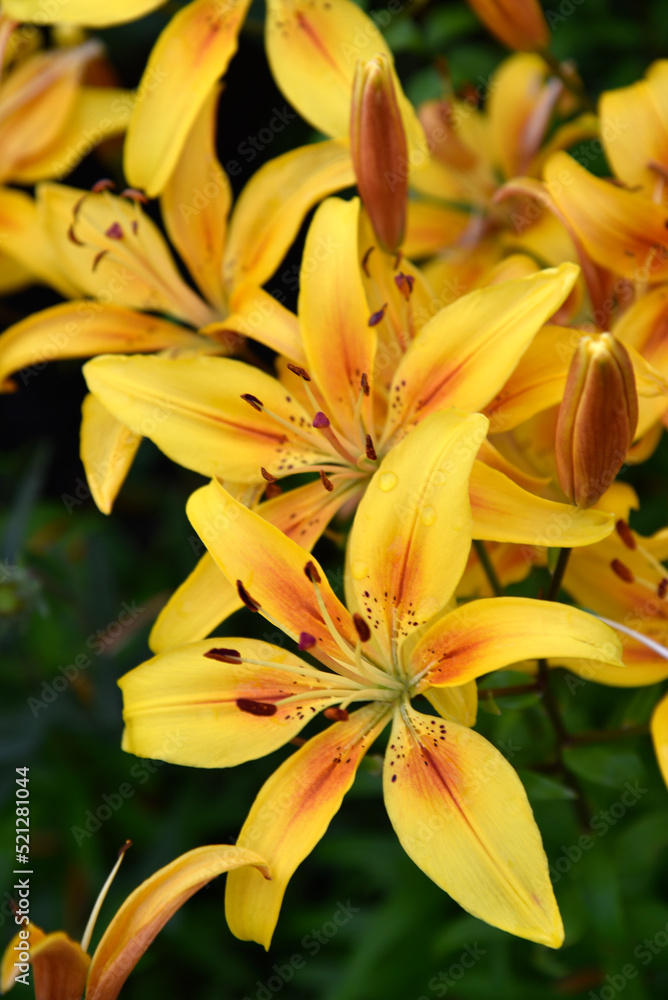Red and yellow lilies in the evening sun close-up. Red and yellow lilies in the evening sun close-up.