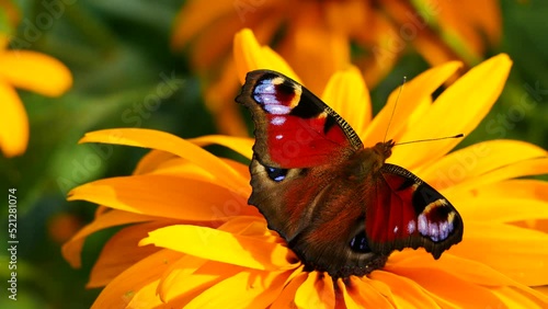 A peacock butterfly on a yellow echinocea flower eats nectar. photo