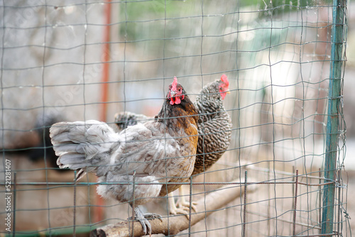 Chickens and roosters are walking in the farm coop. Floor cage free chickens is trend of modern poultry farming. Local business.