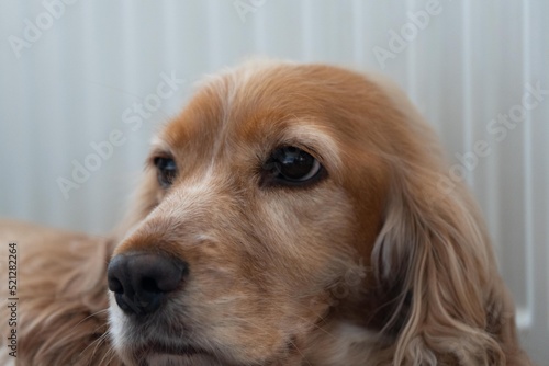 Golden Cocker Spaniel puppy dog laying down lazy sleepy