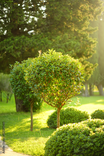 Ornamental trees and bushes in public park on sunny summer day. Landscape design. Landscaping. Growing and sale of seedling decorative plants and large-sized trees. Garden centre.