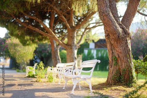 White benches in beautiful old park with pine trees at summer sunset. Quiet comfortable rest in open air. Peaceful outdoor recreation. Resort for family vacation.