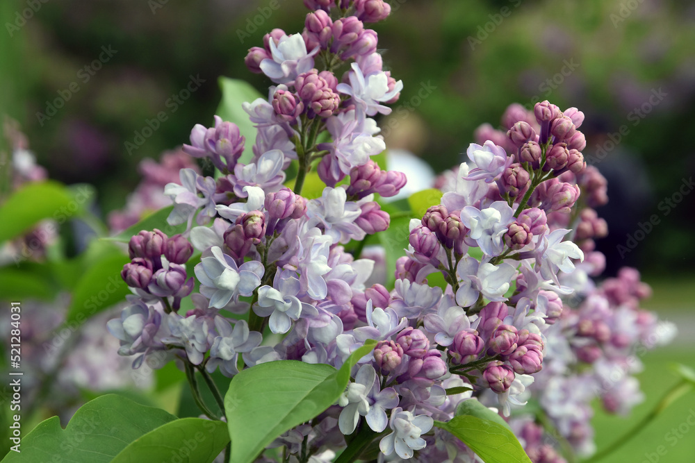 Lilac trees in lilac garden in Moscow.
Lilac trees in lilac garden in Moscow.