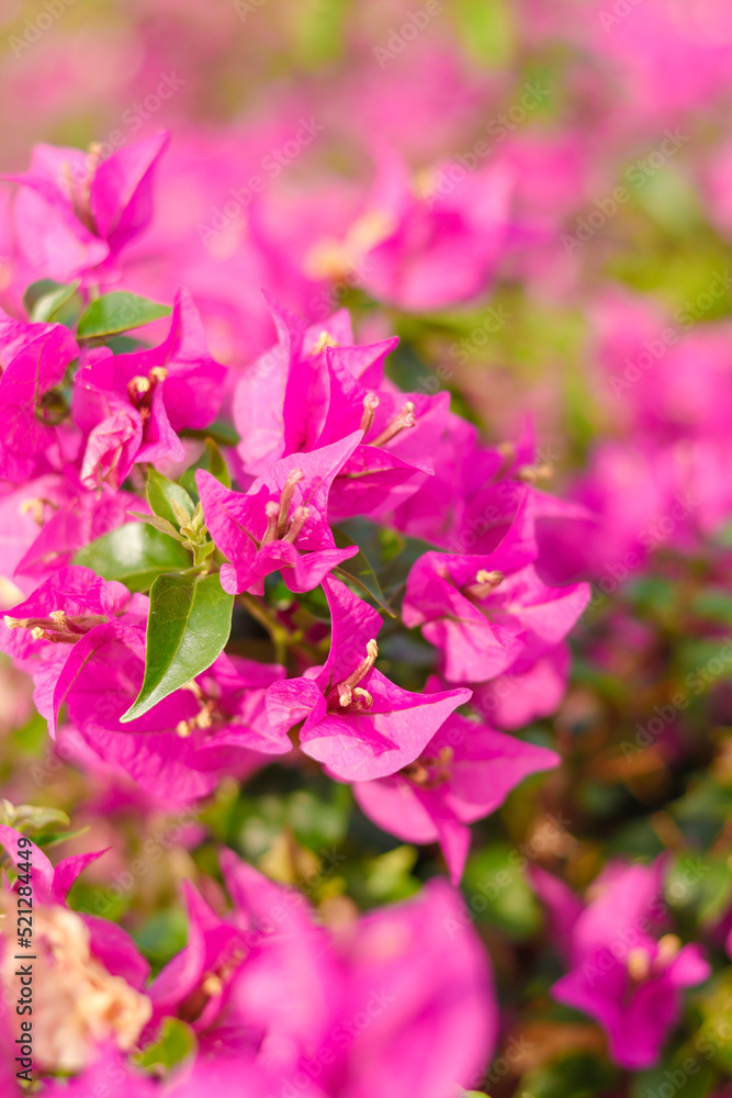 Bougainvillea blüten in pink