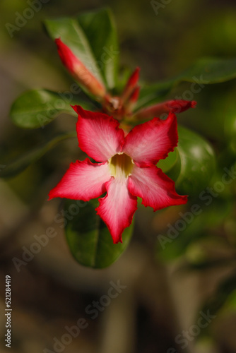 Wüstenrose Blume