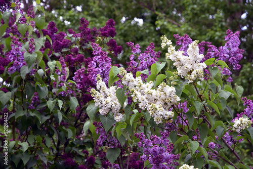 Lilac trees in lilac garden in Moscow.  
