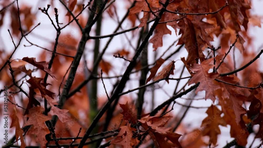 orange, crimson oak foliage, Quercus palustris leaves tremble in wind, autumn season in park, forest, banner with blurry bokeh, nature protection, concept of weather, background for designer orange, crimson oak foliage, Quercus palustris leaves tremble in wind, autumn season in park, forest, banner with blurry bokeh, nature protection, concept of weather, background for designer