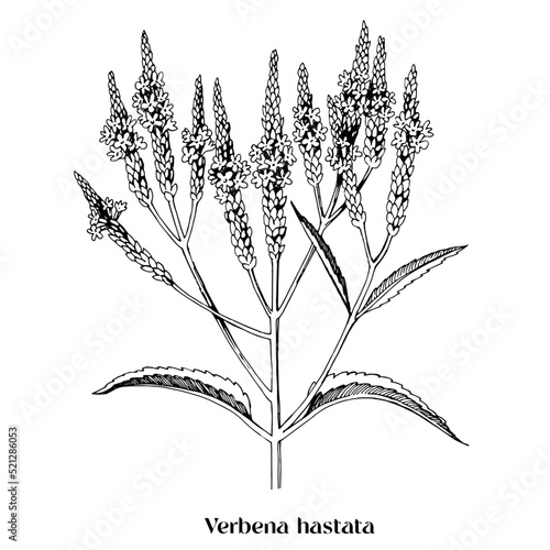 American blue vervain, Verbena hastata.