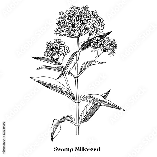 Swamp Milkweed Wildflower. Medicinal plant photo