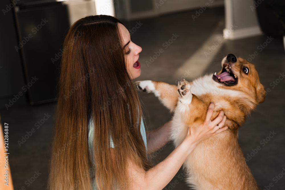 Girl play with Corgi dog at home and having fun. Playful Welsh Corgi Pembroke. Lifestyle with domestic pet. Girl play with Corgi dog at home and having fun. Playful Welsh Corgi Pembroke. Lifestyle with domestic pet.