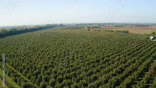 Low aerial flying over orchard during autumn harvest, California Central Valley