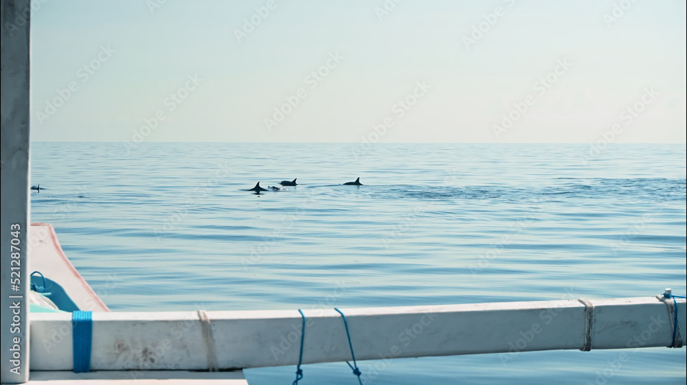 Fototapeta premium the Stenellalongirostris family of dolphins that jump out of the water in the open, clear sea