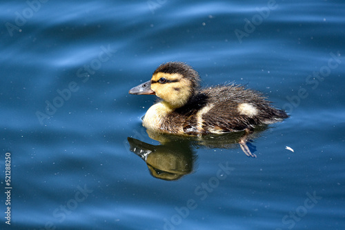 duckling in the water