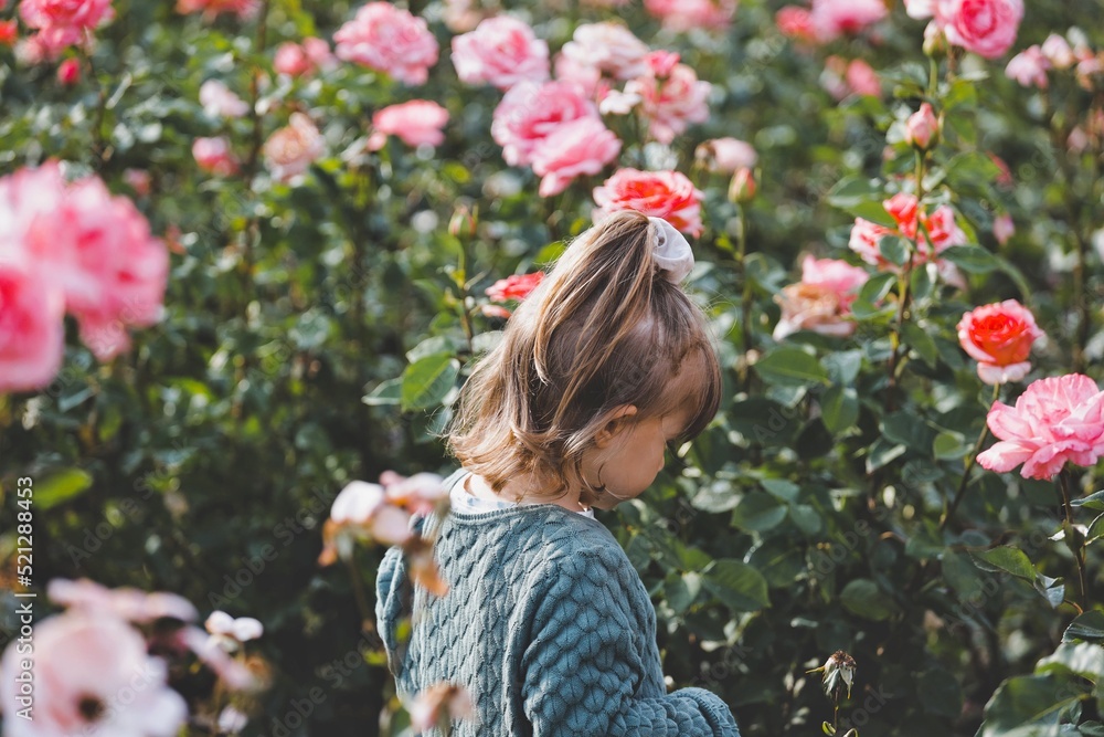 little child is playing in a flower field in sibiu romania little child is playing in a flower field in sibiu romania