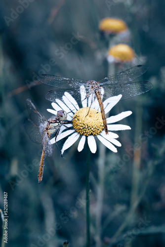  Two dragonfly on flower  © Melen