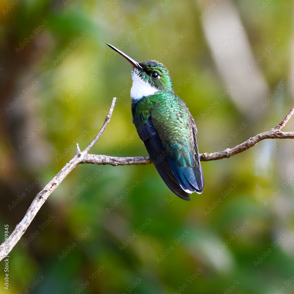 Fototapeta premium White-throated Hummingbird (Leucochloris albicollis)