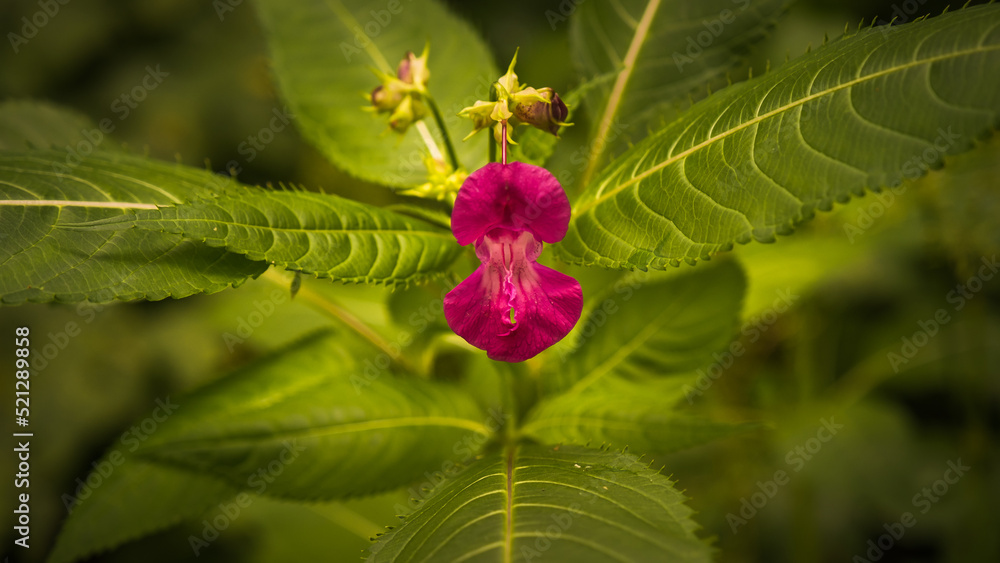 A very beautiful red flower bloomed in the forest on the background of green leaves in the evening A very beautiful red flower bloomed in the forest on the background of green leaves in the evening
