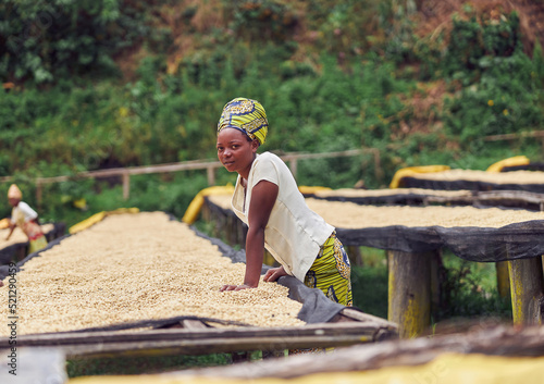 Fotografie Side view of female worker standing near drying tabels at coffee washing station