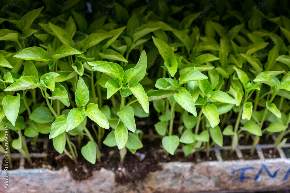 Young green organic vegetables seedlings on farmers market to sell Young green organic vegetables seedlings on farmers market to sell